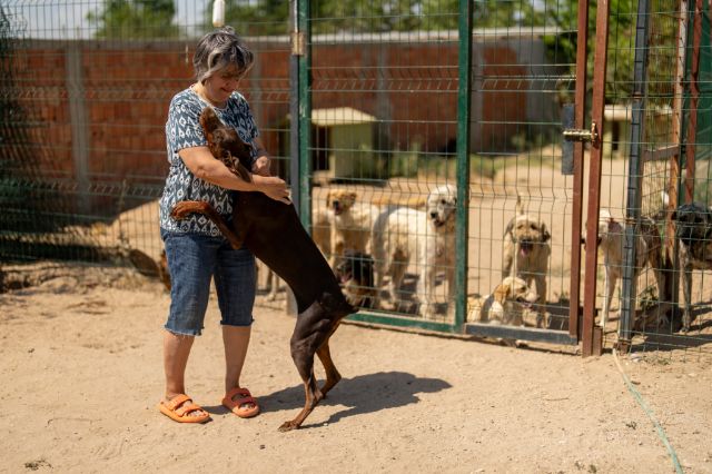 Brižit Bardo upozorila Erdogana da će zakon ugroziti pse lutalice