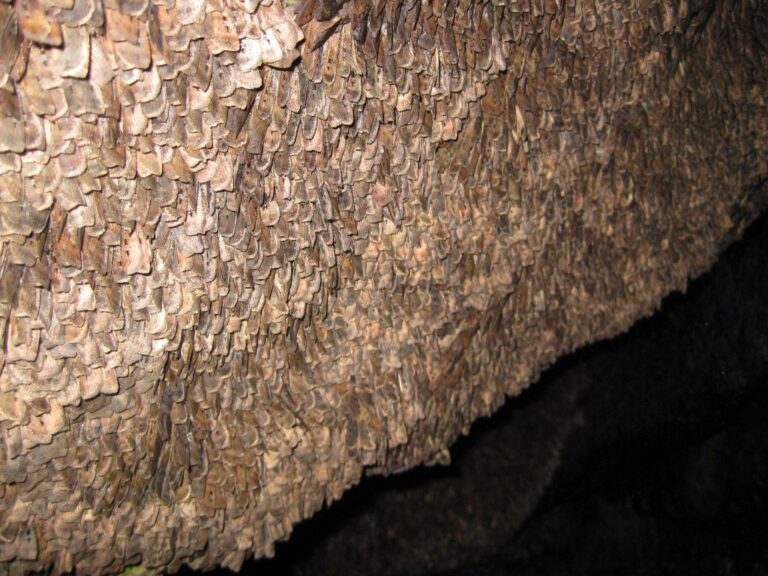 This image provided by Eric Warrant shows Bogong moths resting in a cave at the Ramshead Range of the Snowy Mountains in New South Wales, Australia. (Eric Warrant via AP)