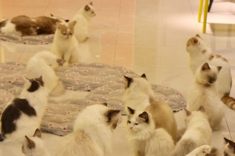 Kako nered u domu utiče na kućne ljubimce – veterinari otkrivaju znakove stresa